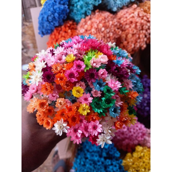 Sempre Vivas Coloridas , Kit com até 1.200 flores secas Premium
