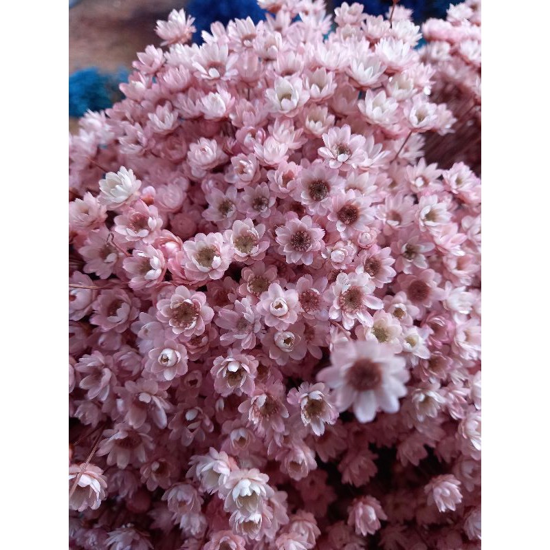 Sempre viva rosa bebê , rosê ou pink , kit com ate 1.200 flores