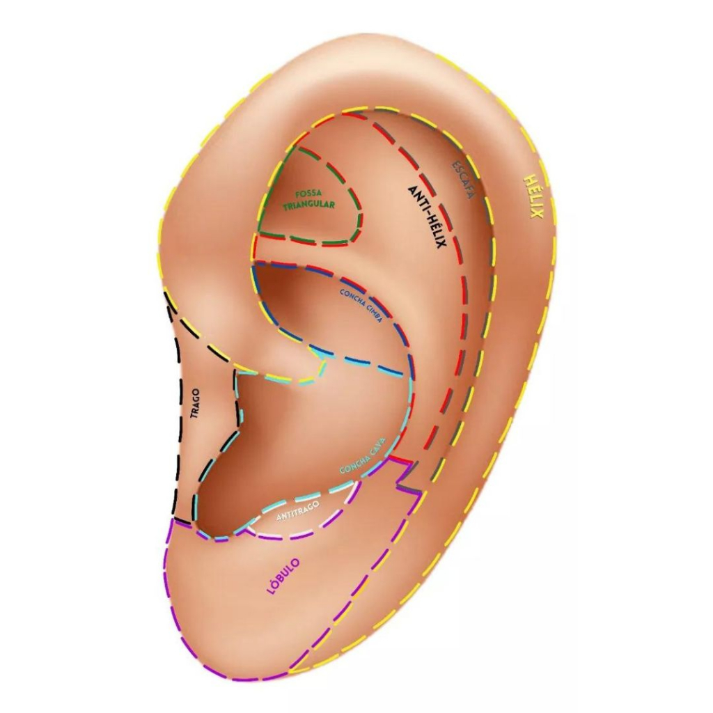 Mapa A4 Ilustrações Regiões Auriculoterapia Chinesa Acupontos Auriculares Plastificado