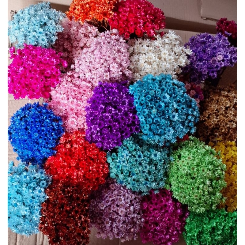 Flor Sempre Viva Premium , kit com 3.000 / 1.200 / 300 ou 150 flores Secas ,Várias cores