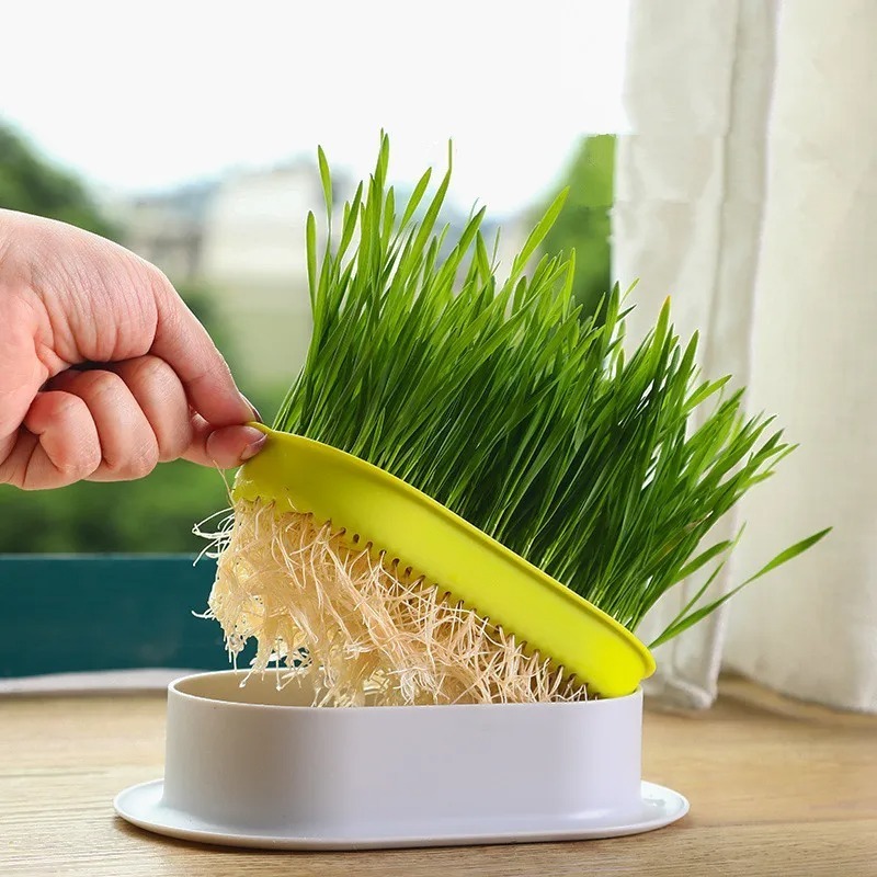 Kit Plante Sua Grama Para Pets Gatos Cachorros Natural Premium