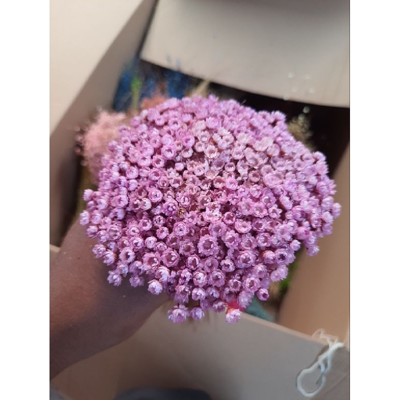 Flor sempre viva , lilás rosado (Lilás bebê) kit com ate 1.200 flores