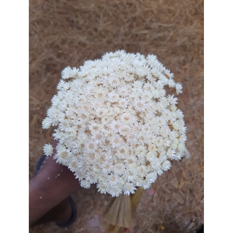 Flor sempre viva branca / Florzinha mosquitinho / Kit com ate 10 buquês