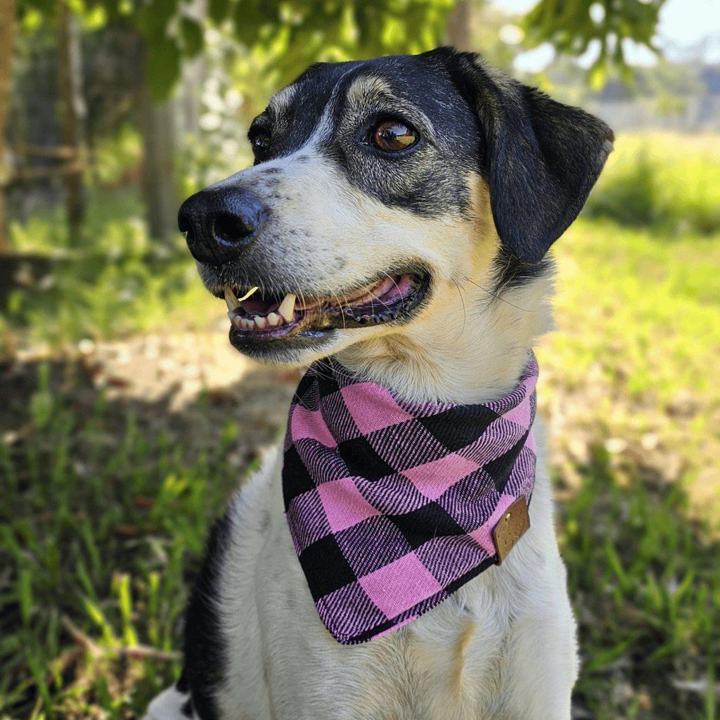 Bandana pet xadrez – várias cores – cães e gatos – Vários tamanho P M G GG e XG
