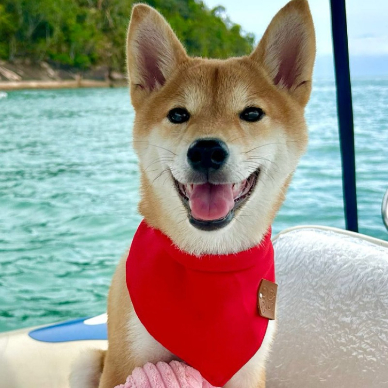 Bandana Pet Personalizada COM NOME GRATIS (Opcional) – Varias  Cores Neutras – Vários Tamanhos