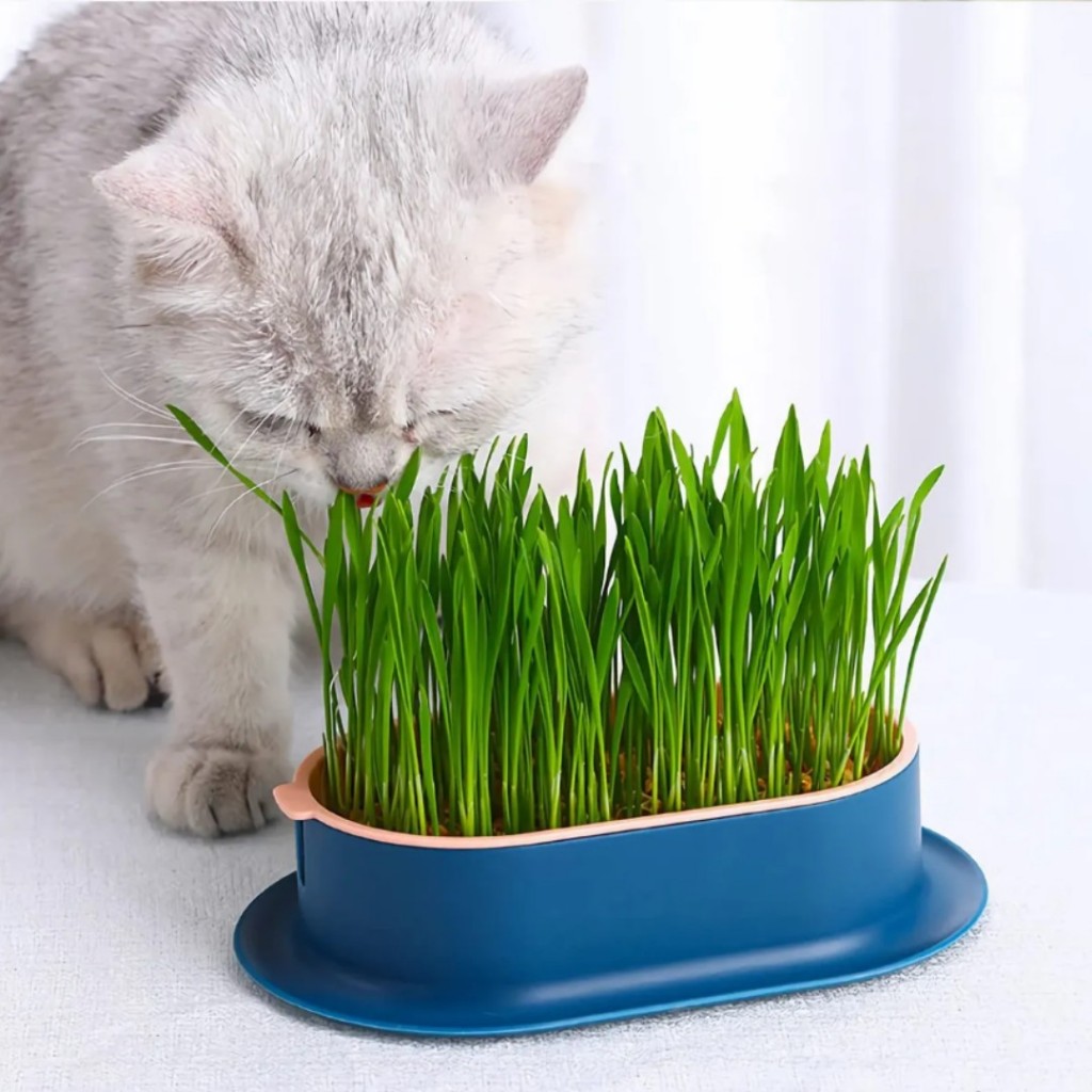 Kit Plante Sua Graminha Natural Para Gatos Grama de Trigo Auxilia na Digestão e Bem-Estar LR-0242