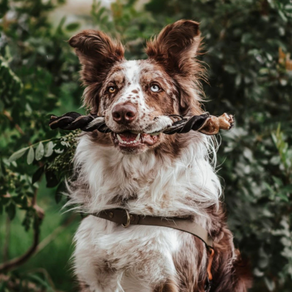 Trança de Couro Bovino para Cachorro Natuka Disco Roll Mordedor Natural Pet