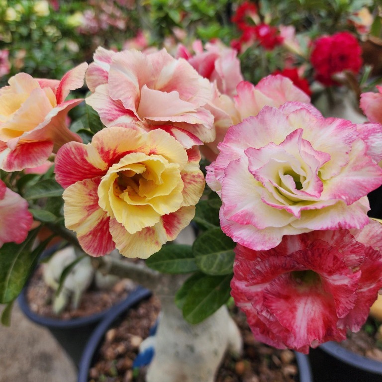 1000 Tipos de Rosa do Deserto – Flores Raras Triplas e Dobrada