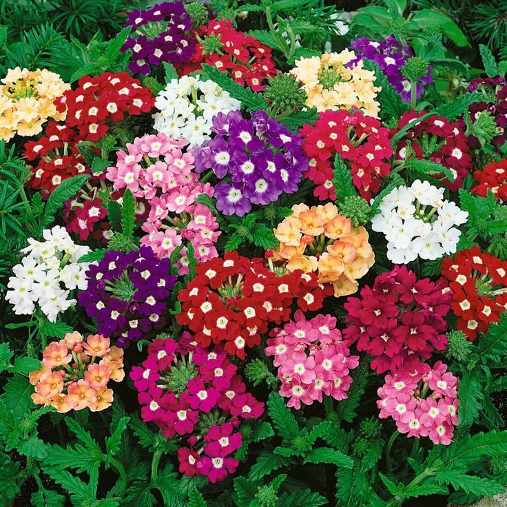 Sementes Verbena Nana Compacta Sortida