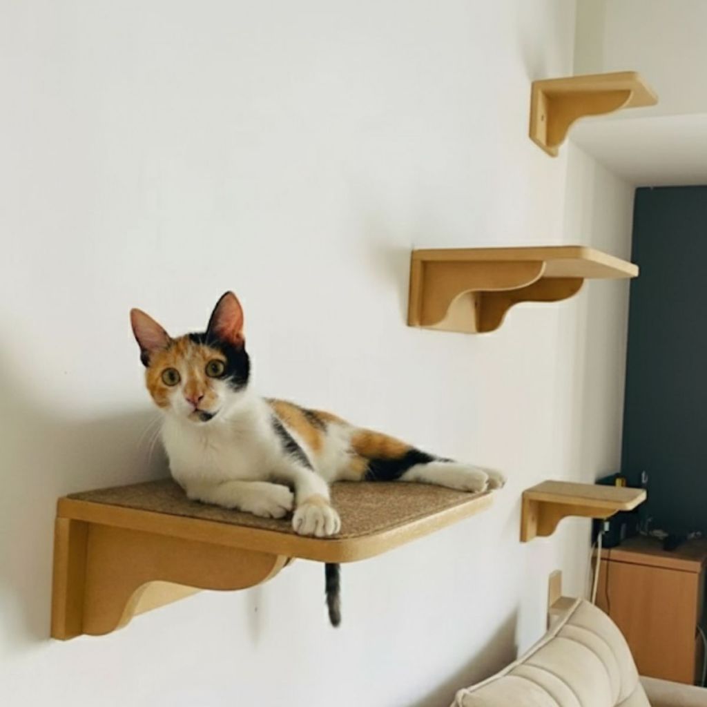 Parque Gato REFORÇADO 4pçs Prateleiras Com Carpete Antiderrapante Já Montado Playground Gato Parede