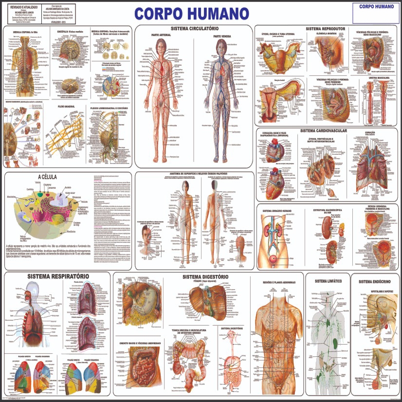 Mapa Do Corpo Humano Completo Gigante 120 X 90 Cm