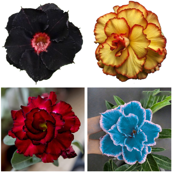 100 Tipos Rosa do Deserto Raras Triplas/ Dobradas Sortidas - 5 Sementes