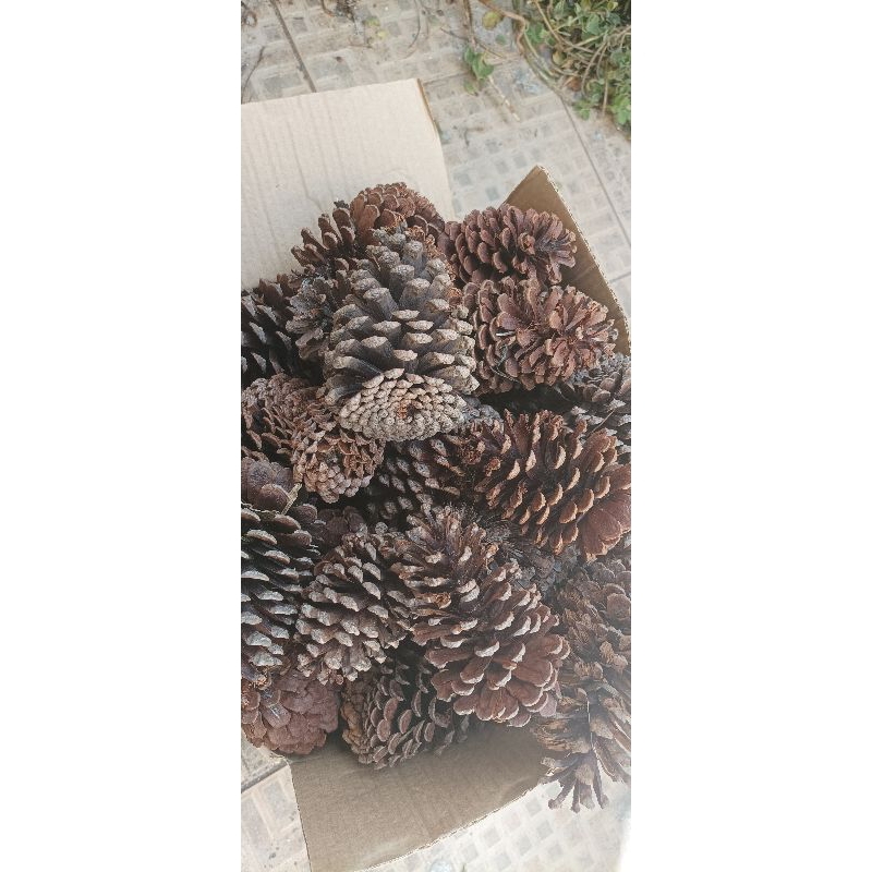 50 Pinhas Naturais com AVARIAS, recomendada para Pet, roedores ou aves envio imediato