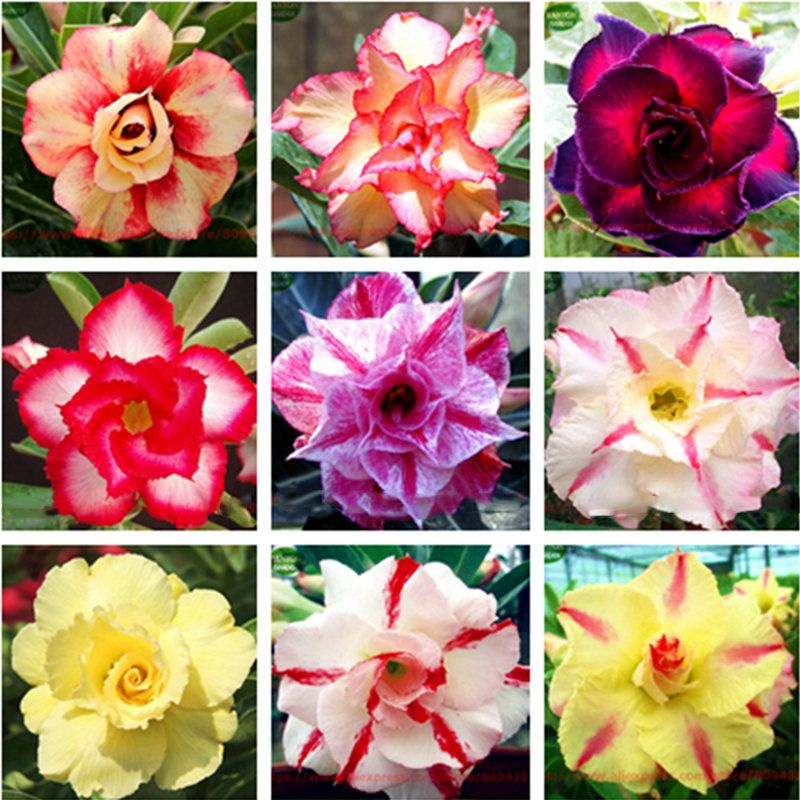 MIX 2000 Tipos Rosa do Deserto  tailandesa Rasas Triplas/ Dobradas Sortidas - 5 sementes por pacote