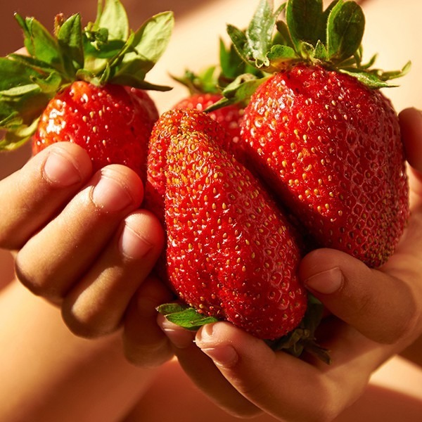 50 Sementes de morango jumbo da Califórnia, frescas