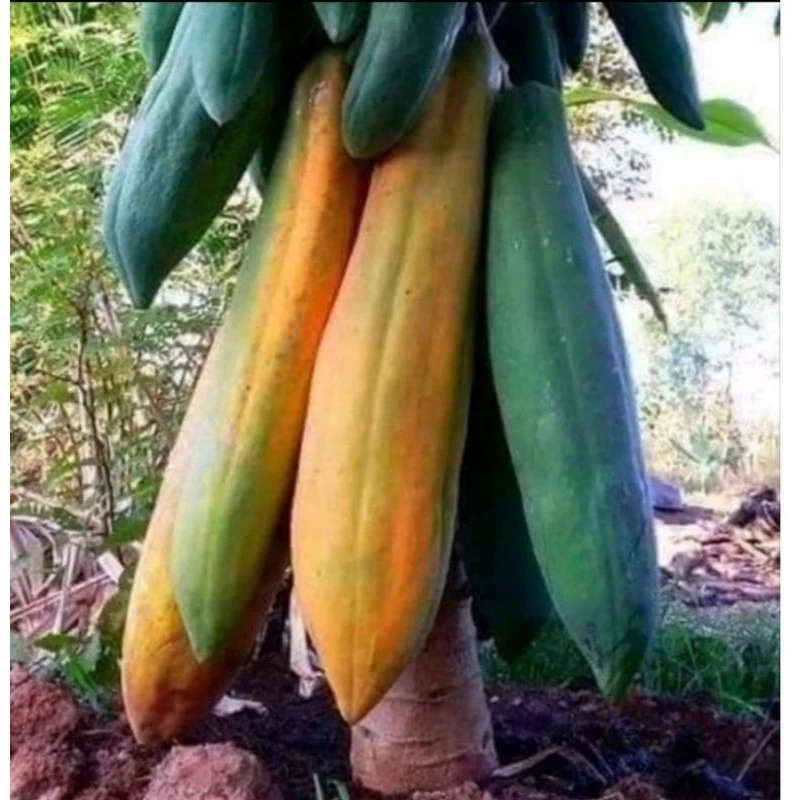10 Sementes Mamão Gigante GOLIAS - Crescimento Rápido e Altas Taxas de Germinação