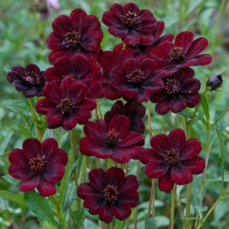 30 Sementes de Cosmos Negro (Cosmos atrosanguineus)