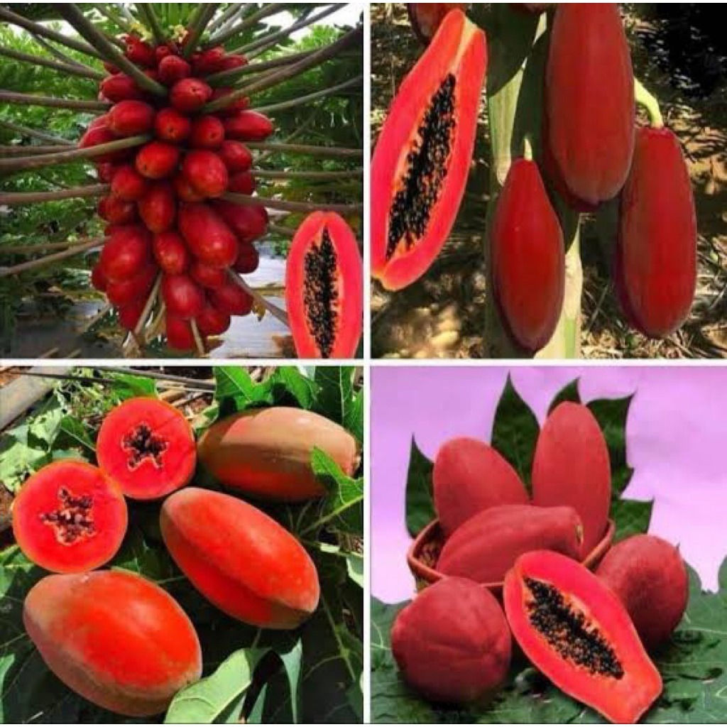25 Sementes de Mamão Vermelho Taiwanês