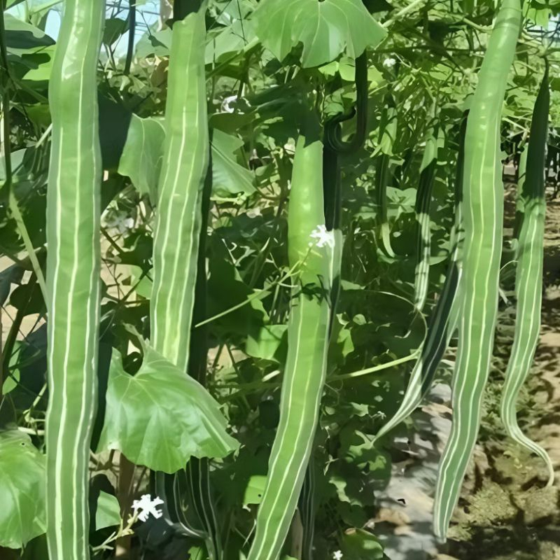 Quiabo de Metro Gigante Verde | Sementes para Plantio | 5 Unidades