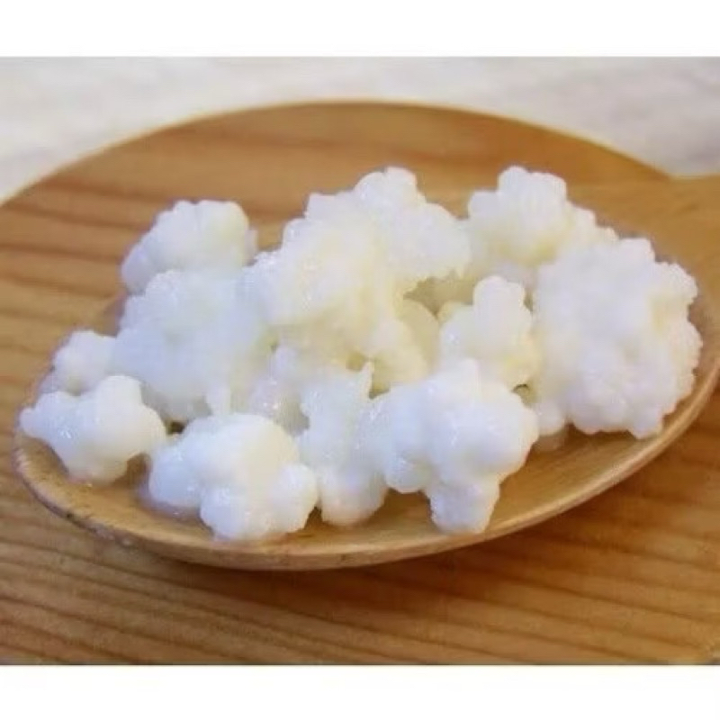 Grãos de kefir probiótico para sua saúde!