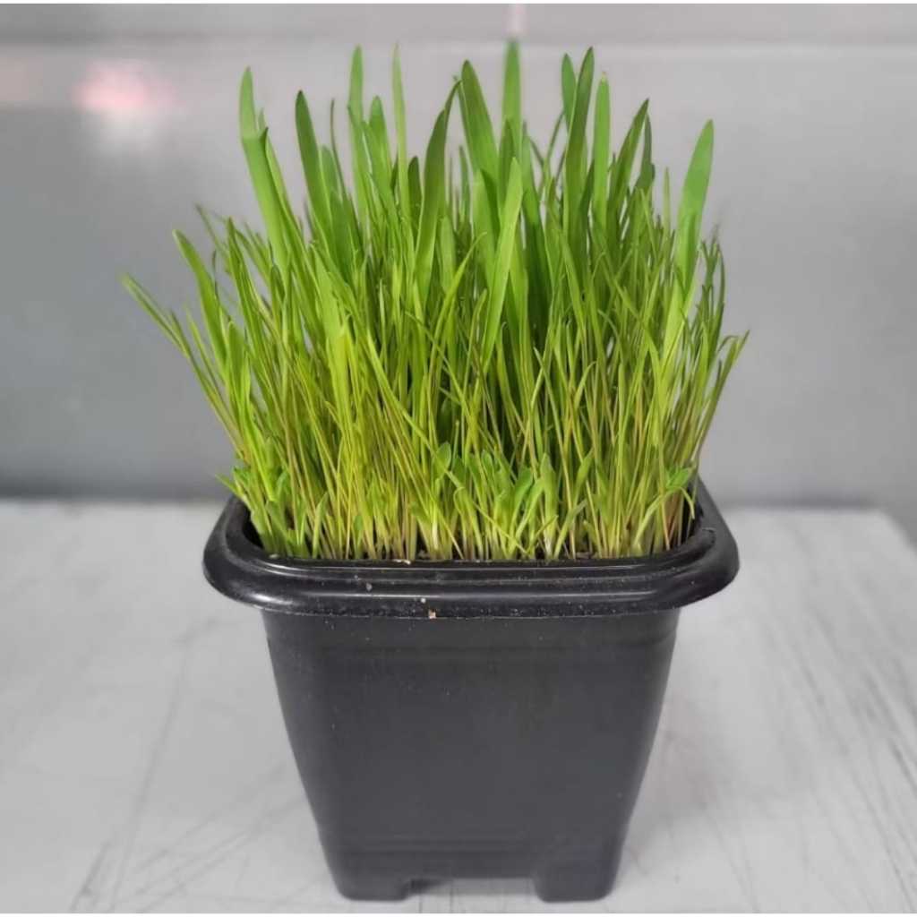 Mix de Sementes  Trigo+Aveia grama pra gato ..1kg