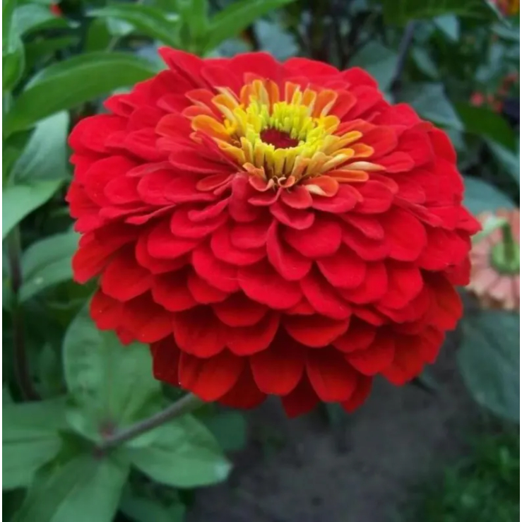 Sementes Zínia Flor-de-Dália Vermelha