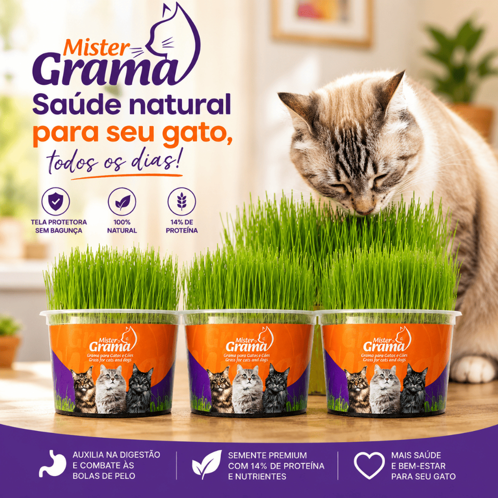 Kit com 3 Graminhas para Gato Mister / Fácil de plantar / Semente Premium Haiglas