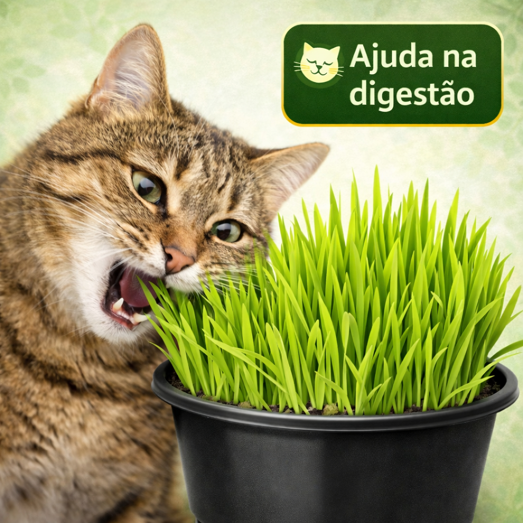 Graminha para Gatos Natural – Cresce Rápido e Ajuda na Digestão