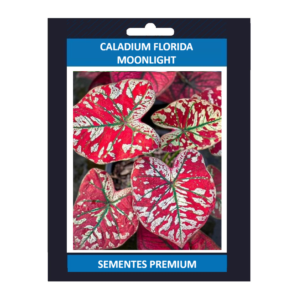 ENVIO SUPER RAPIDO 100 sementes caladium ‘‘Florida Moonlight’ com manual de cultivo pronta entrega envio em 24h l T1