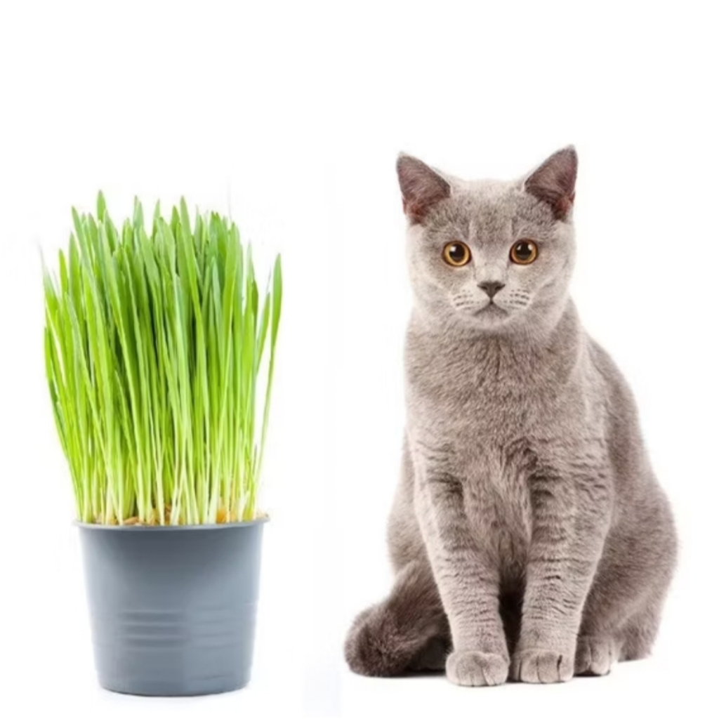 Graminha para Gatos Kit c/ 1 vaso flexivel  | Auxilia Digestão e Reduz Bolas de Pelo 150gr
