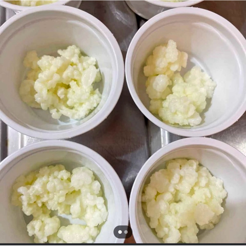 kefir de Leite da Vovó 👵 premium muito forte!! iorgute infinito! Envio Rápido + BRINDES