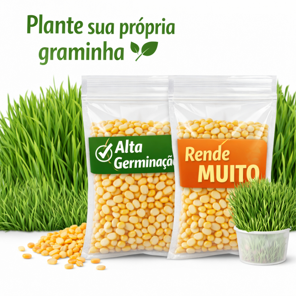 KIT COM 2 - Sementes de Milho Premium para Gatos 50g | Cultivo Fácil em Casa | Alta Germinação
