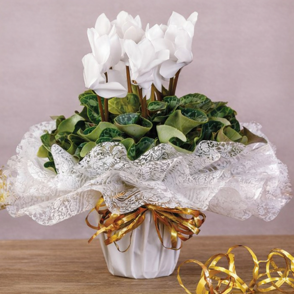Poli redondo Fundo de Cesta Celofane Decorado 38x38cm decorado 10 25 fls. - Amor - Namorados