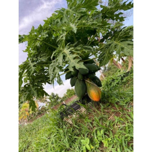 10 Sementes de Mamão Anão Chum Phae 🌱 Frutifica Rápido | Variedade Produtiva