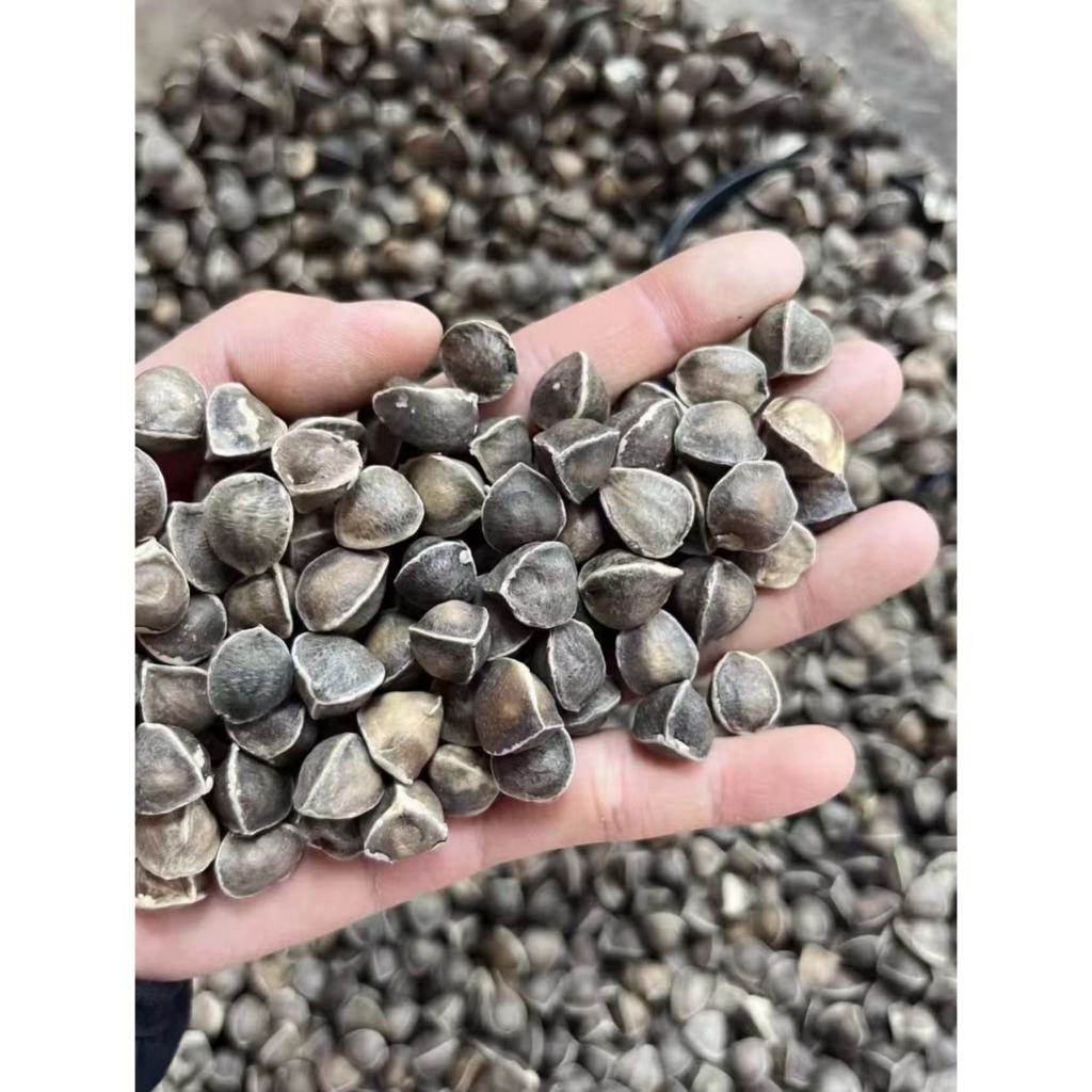 Sementes de Moringa Oleífera Premium para Cultivo - 30/50/100