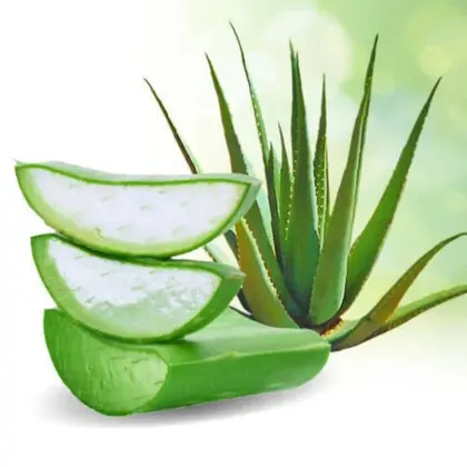 Babosa Natural Fresca Aloe Vera Folhas Grandes Com Muito Gel  Direto Do Produtor