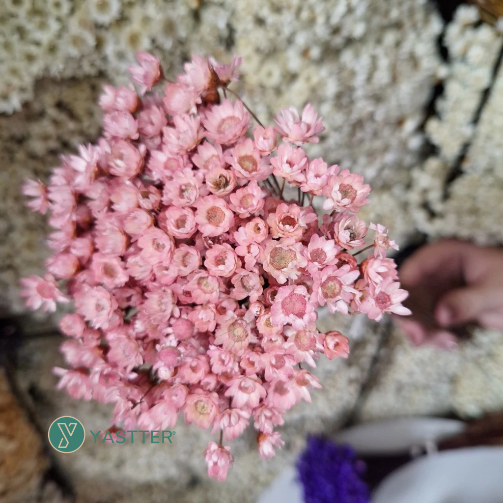Flor Sempre Viva 200/400/800 Flore Secas e Desidratadas - Cor Rosé | Decoração, Arranjo e Buquê