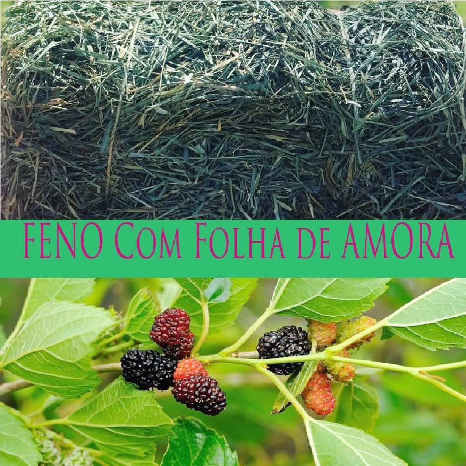 Feno Coast Cross com Folhas de Amora - 500g NUTRIPANSPETS