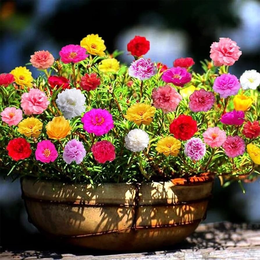 PORTULACA GIGANTE GRANDIFLORA SORTIDA 200 SEMENTES Premium
