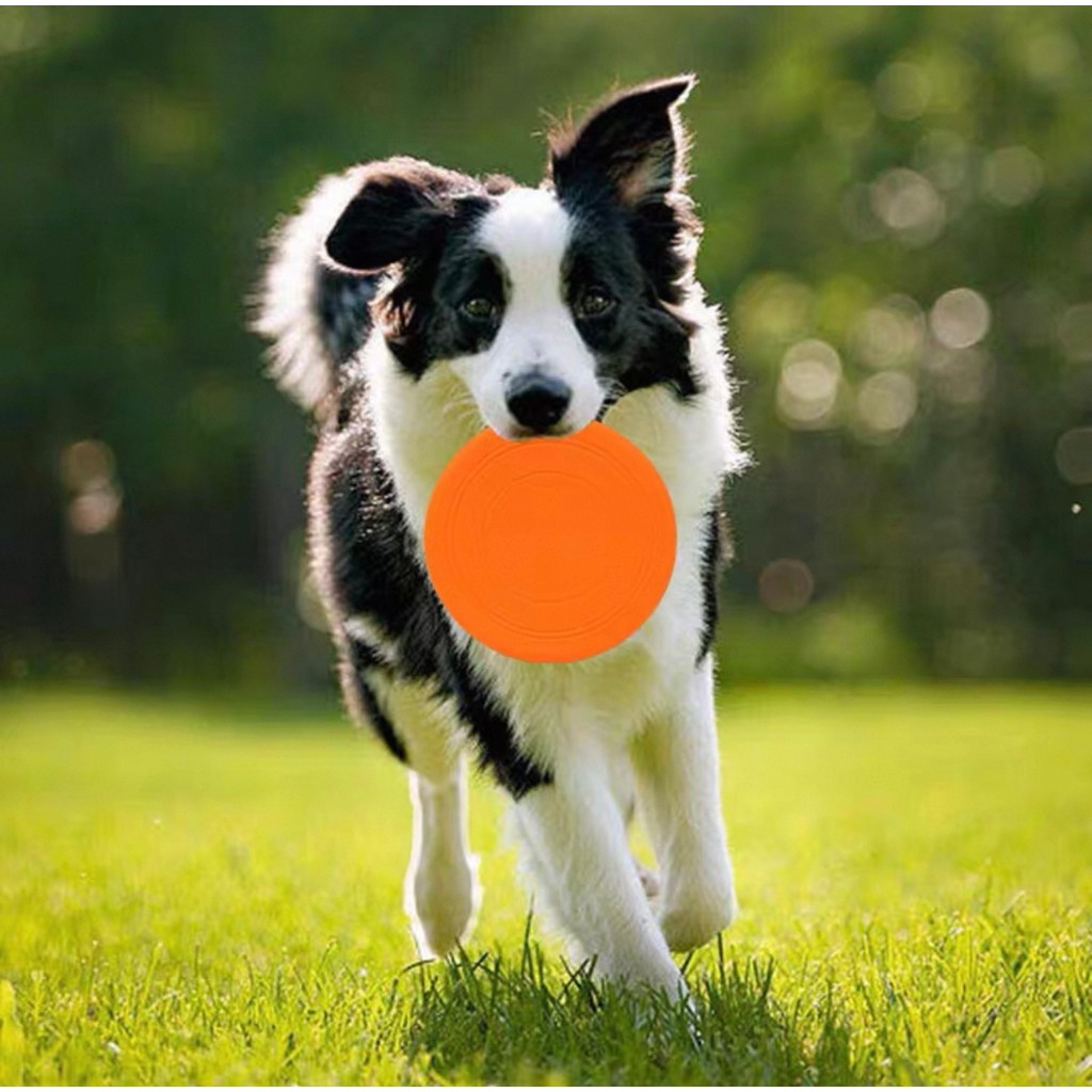 Para Cachorro Pet Resistente Maleável Disco Treinamento Interativo Frisbee Brinquedo