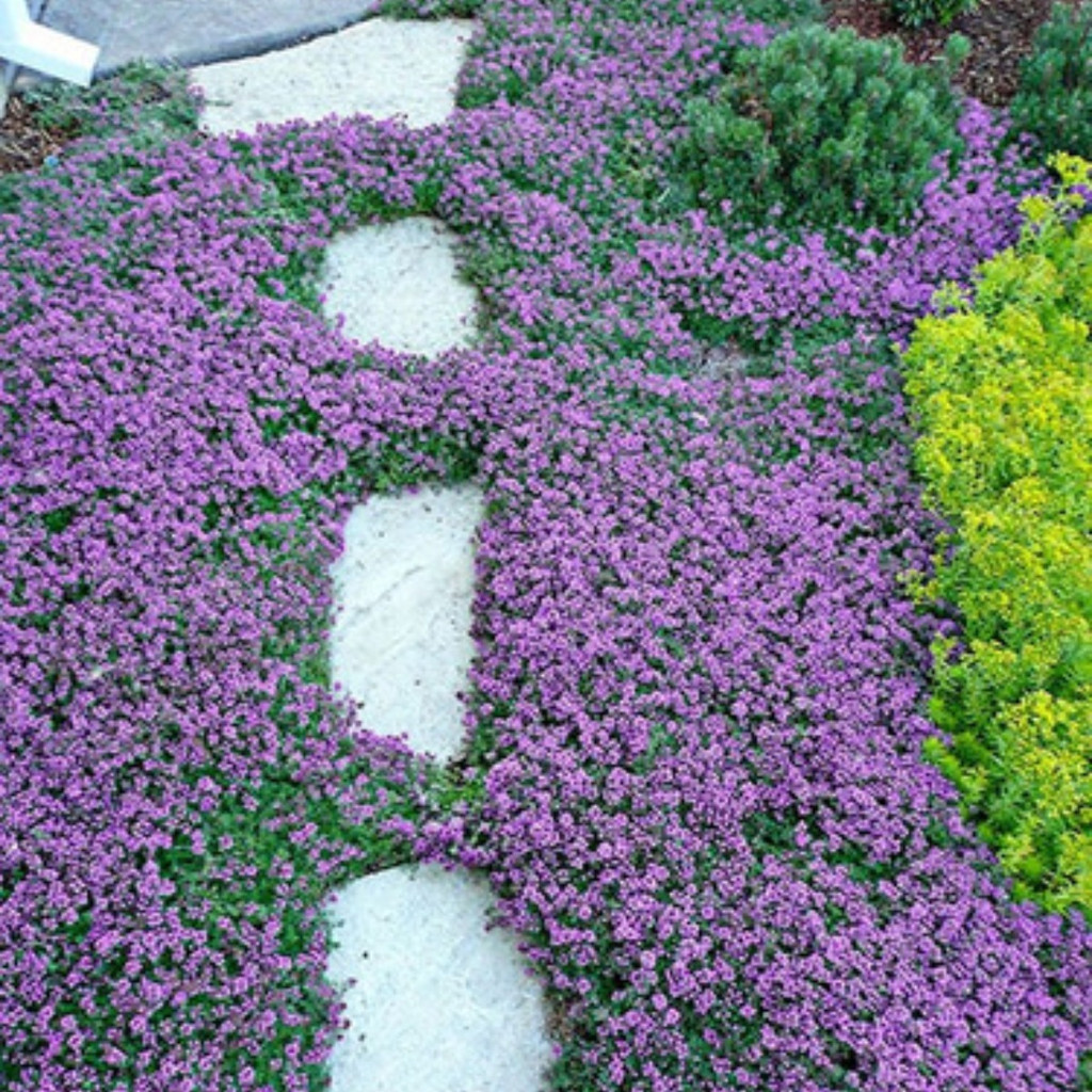 Rara Grama Roxa Thymus Tomilho  Sementes Para Mudas Premium
