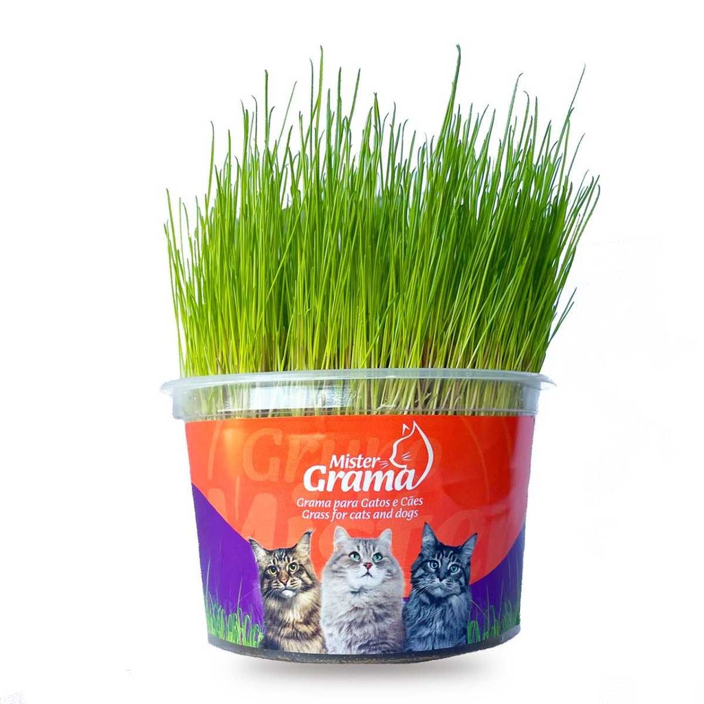 Graminha Para Gatos Orgânica Mister Elimina Bola De Pelo