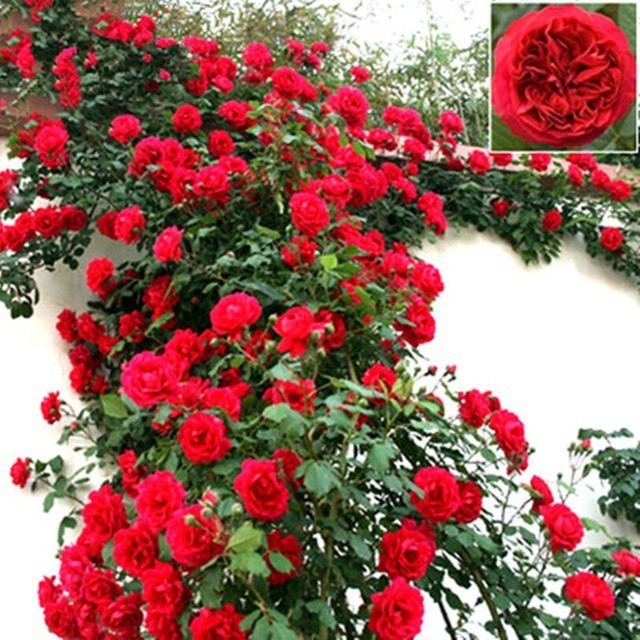 300 sementes de flor rosa trepadeira vermelha hy ll