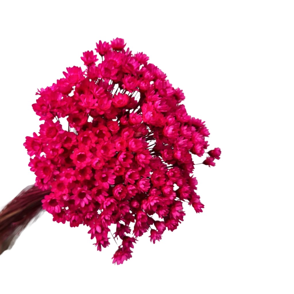 1.200 Sempre Viva Florzinha Rosa Pink I Flores Desidratadas