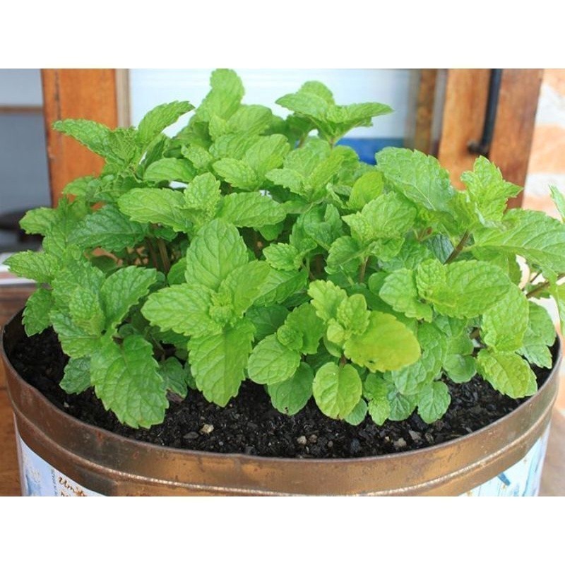 30 Sementes de Hortelã Menta. germinação rápida germinação rápida