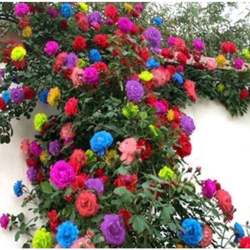 500pcs Sementes de Rosa Trepadeira Cores Misturadas germinação rápida germinação rápida
