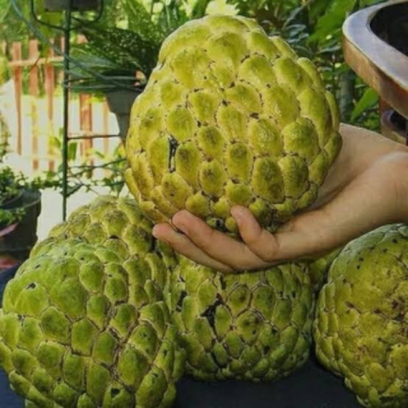 200pcs Sementes Gigantes de Atemoya vx Envio Rápido germinação rápida germinação rápida