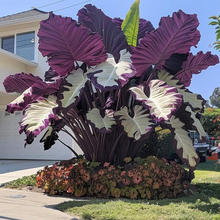 Caladium Orvalho de Jade – 100 sementes com manual de cultivo II ENVIO RÁPIDO