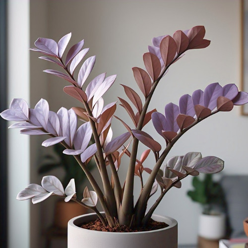 100 Sementes de Zamioculcas Lavanda Lunar Com Manual de Plantio NV