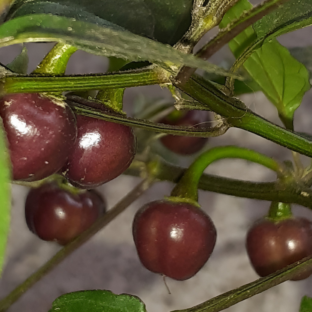 viva a natureza  Sementes De Pimentas Bode Roxa